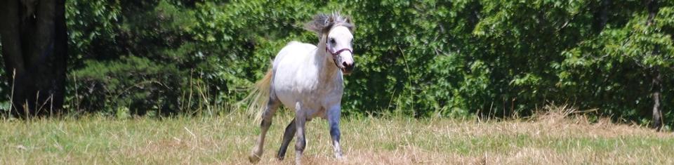 Sundancers Farm LLC photo